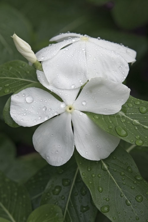 Image of Madagascar periwinkle