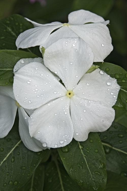 Image of Madagascar periwinkle