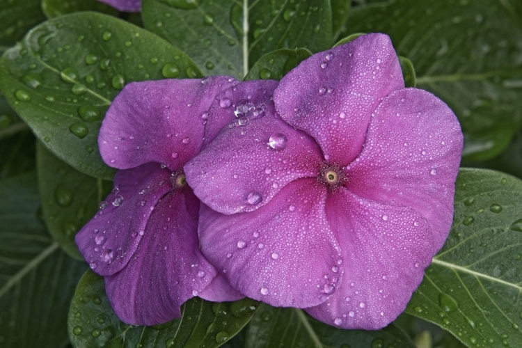 Image of Madagascar periwinkle