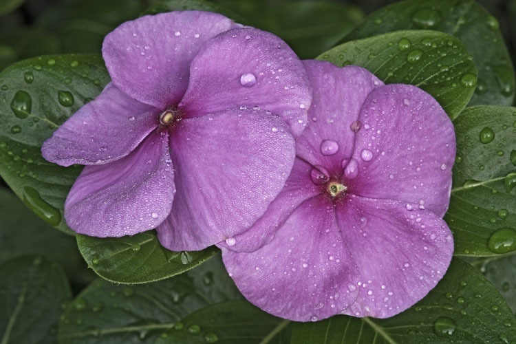 Image of Madagascar periwinkle