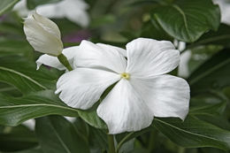 Image of Madagascar periwinkle