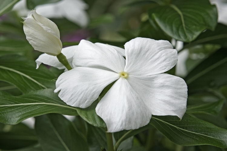 Image of Madagascar periwinkle