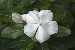 Image of Madagascar periwinkle