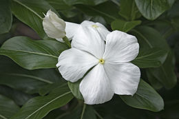 Image of Madagascar periwinkle