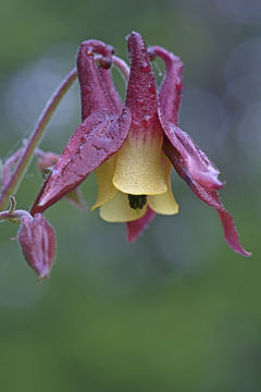 Image of Aquilegia oxysepala Trautv. & C. A. Mey.