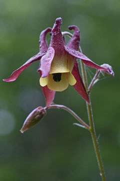 Image of Aquilegia oxysepala Trautv. & C. A. Mey.