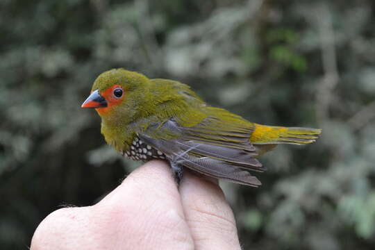 Image of estrildid finches