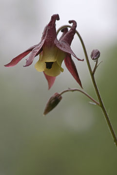 Image of Aquilegia oxysepala Trautv. & C. A. Mey.