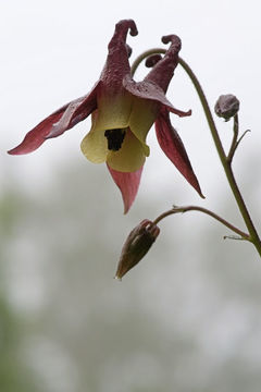 Plancia ëd Aquilegia oxysepala Trautv. & C. A. Mey.