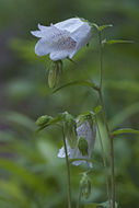 Image of spotted bellflower