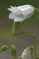 Image of spotted bellflower