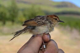 Image of Cisticola Kaup 1829