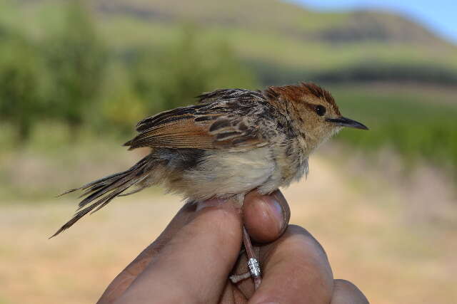 Image of Cisticola Kaup 1829