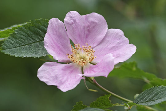 Image of prickly rose