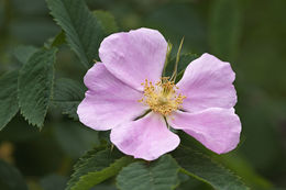 Image of prickly rose