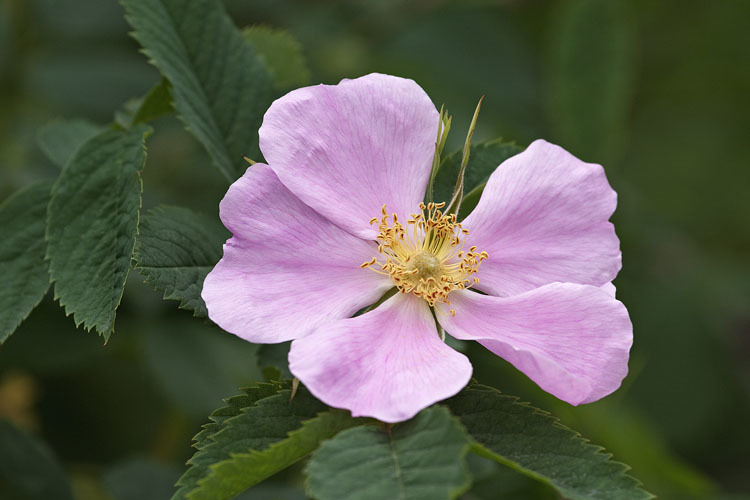 Image de Rosa acicularis Lindl.