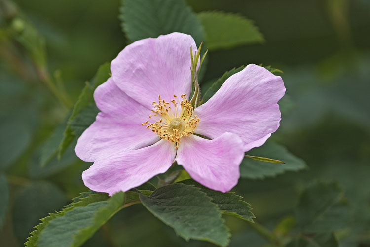 Image of prickly rose