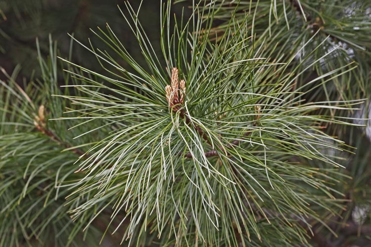 Image of Korean Pine