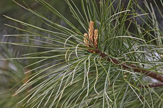 Imagem de Pinus koraiensis Siebold & Zucc.