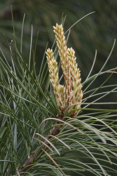 Imagem de Pinus koraiensis Siebold & Zucc.