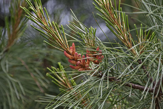 Imagem de Pinus koraiensis Siebold & Zucc.