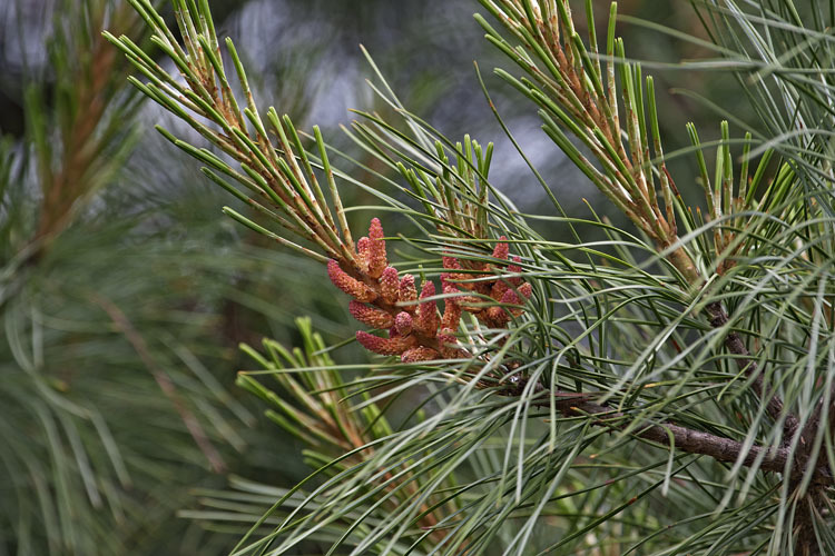 Image of Korean Pine