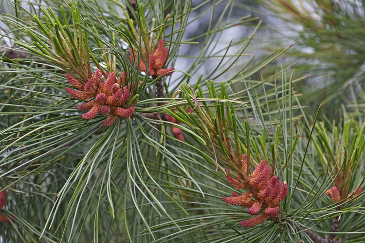 Image of Korean Pine
