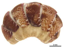 Image of Tonicellinae Simroth 1894