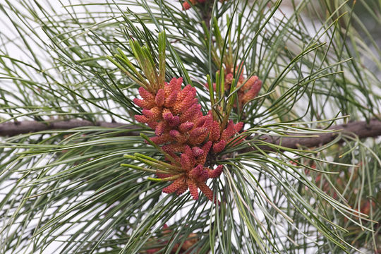 Pinus koraiensis Siebold & Zucc. resmi