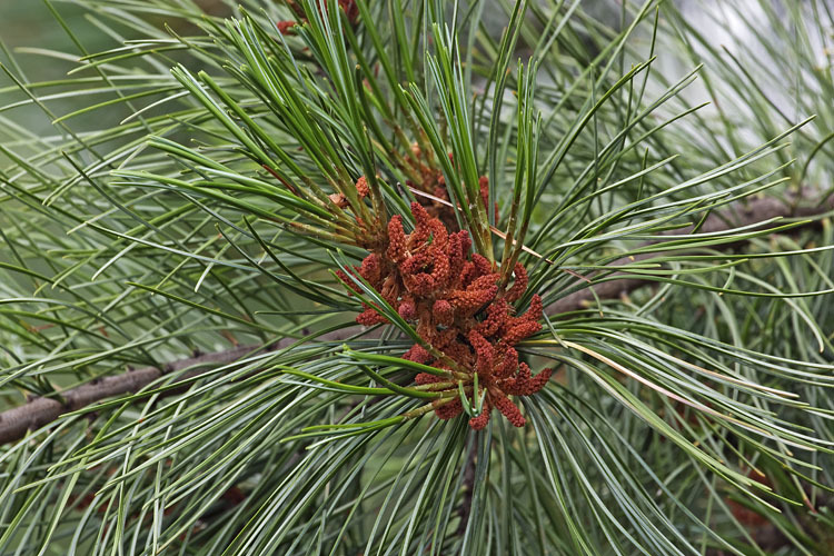 Image of Korean Pine