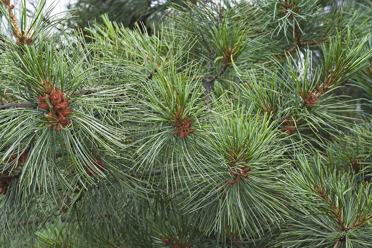 Image of Korean Pine