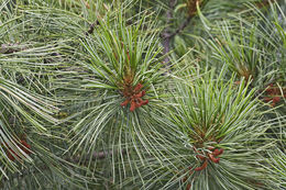 Image of Korean Pine