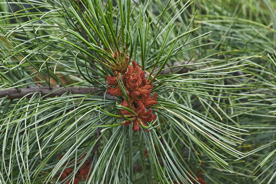 Imagem de Pinus koraiensis Siebold & Zucc.