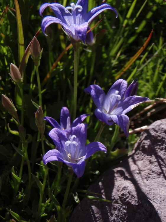 Image de Campanula wilkinsiana Greene