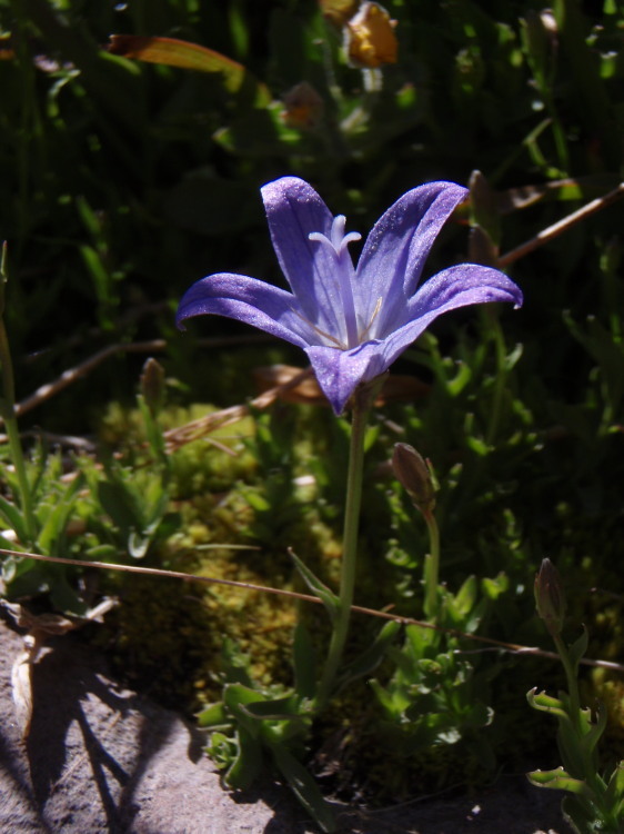 Image de Campanula wilkinsiana Greene