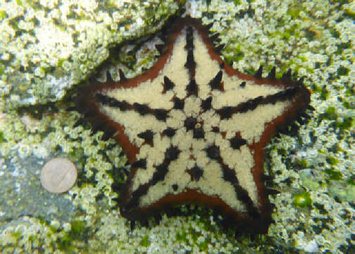 Image of cushion stars