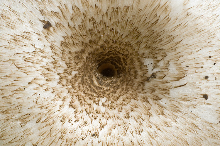 Image of Tiger sawgill
