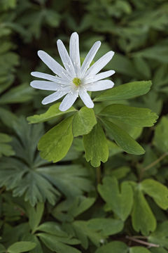 Image of Anemone raddeana Regel