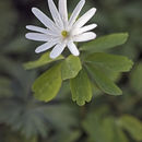 Image of Anemone raddeana Regel
