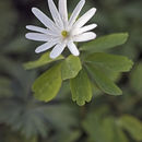 صورة Anemone raddeana Regel