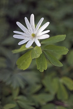 Image of Anemone raddeana Regel