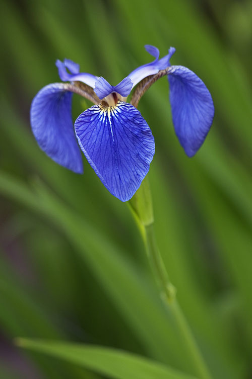 Image of beachhead iris