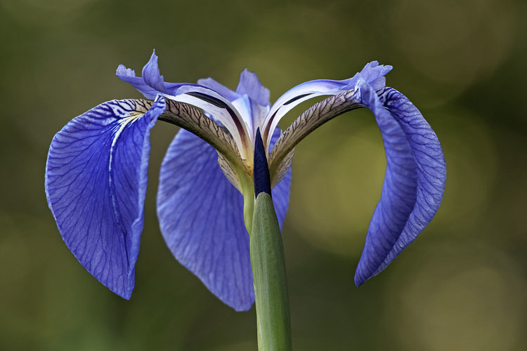 Image of beachhead iris