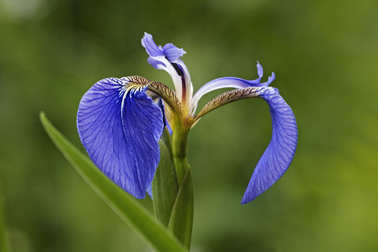 Image of beachhead iris