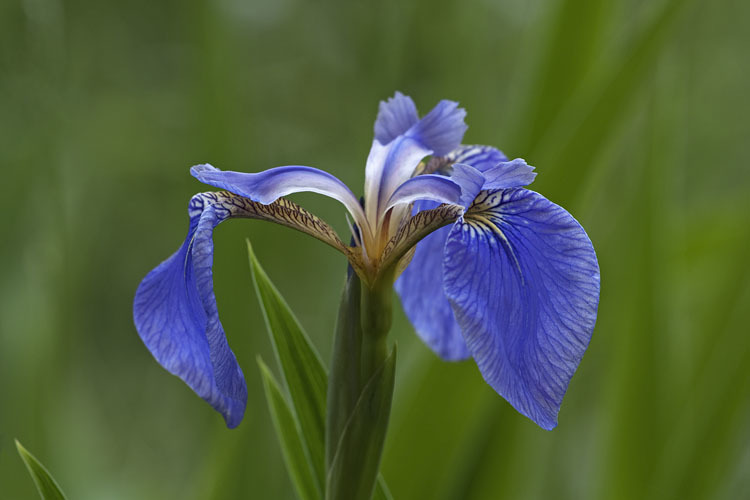 Image of beachhead iris