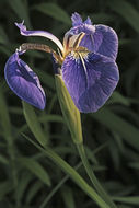 Image of beachhead iris