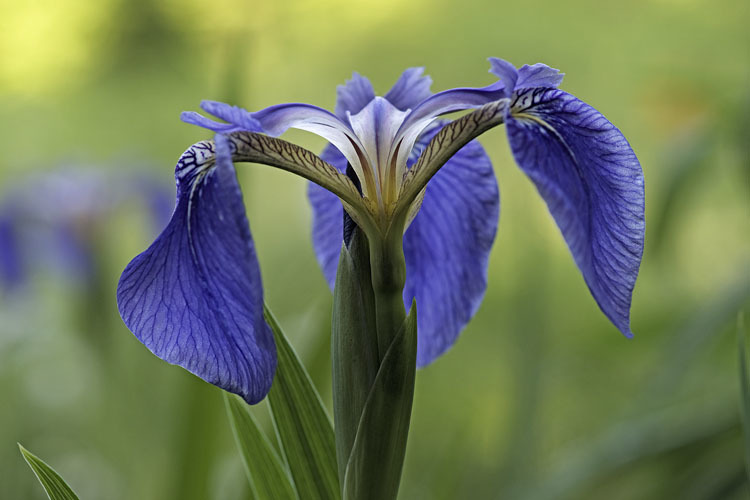 Image of beachhead iris