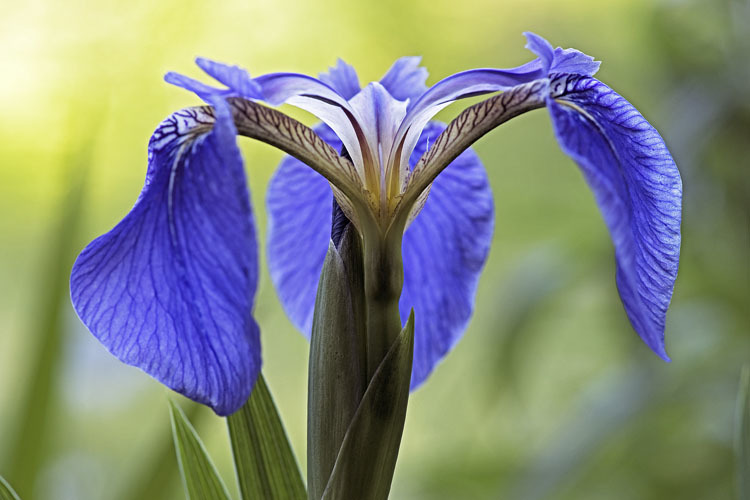 Image of beachhead iris