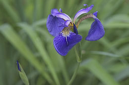 Image of beachhead iris