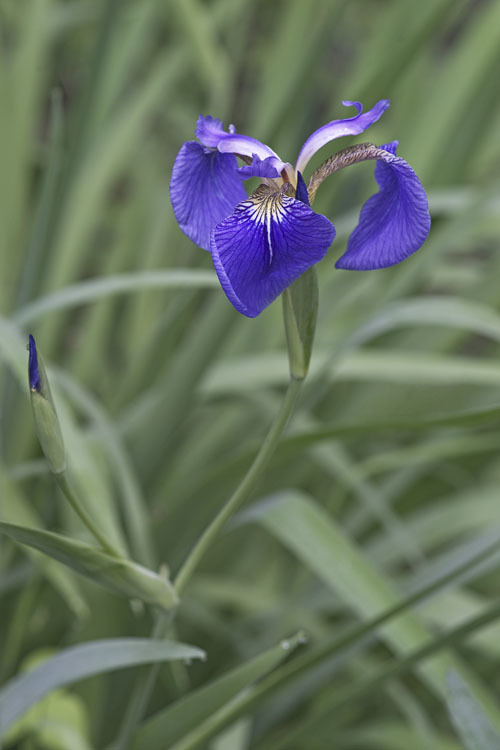 Image of beachhead iris